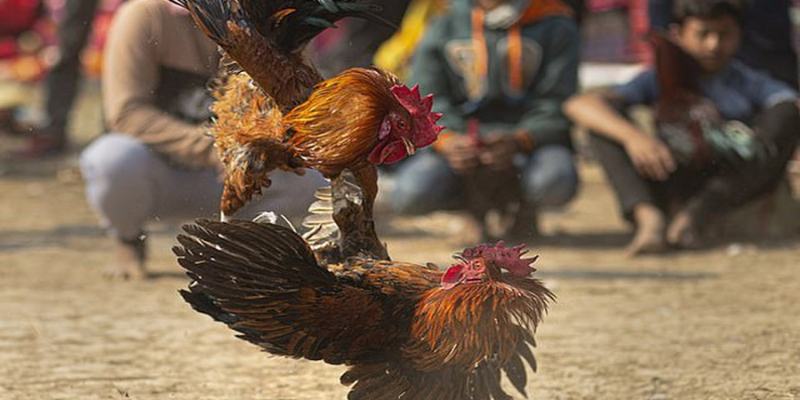 Xem đá gà trực tuyến tại Jun88 và những thông tin bạn nên biết 6 Nhà cái chơi đá gà trực tuyến uy tín