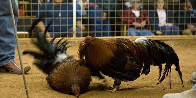 Giống gà chơi đá gà cựa sắt mà bạn nên biết 5 Các giống gà chơi đá gà cựa sắt thường được chọn