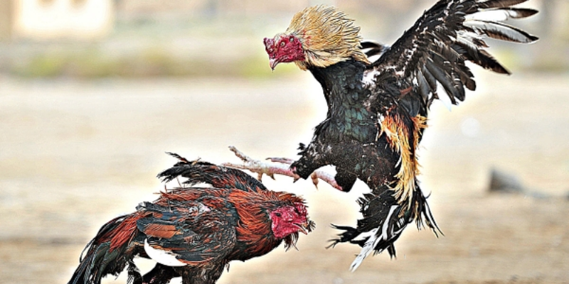 Nhà cái đá gà Jun88 - nhà cái uy tín hàng đầu hiện nay 4 Đá gà Jun88 là gì?