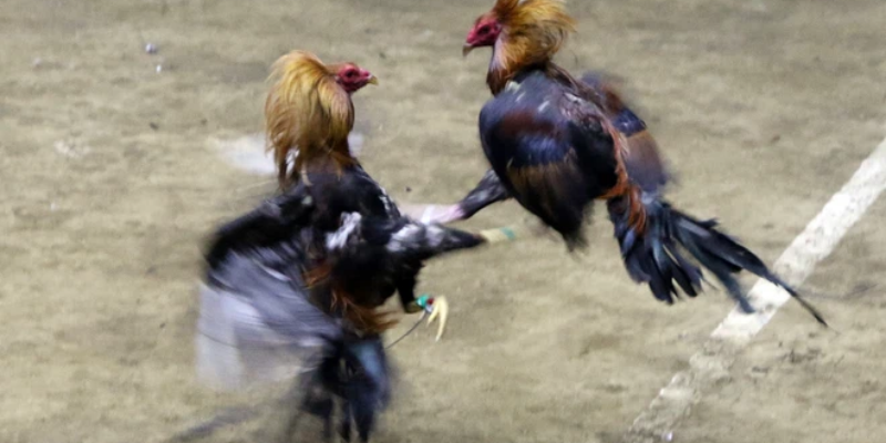 mẹo chơi đá gà Jun88 Mẹo chơi đá gà hay nhất