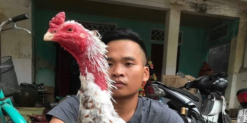 Hướng Dẫn Cách Chăm Sóc Gà Thay Lông Nhanh Và Hiệu Quả 5 Chăm sóc gà thay lông