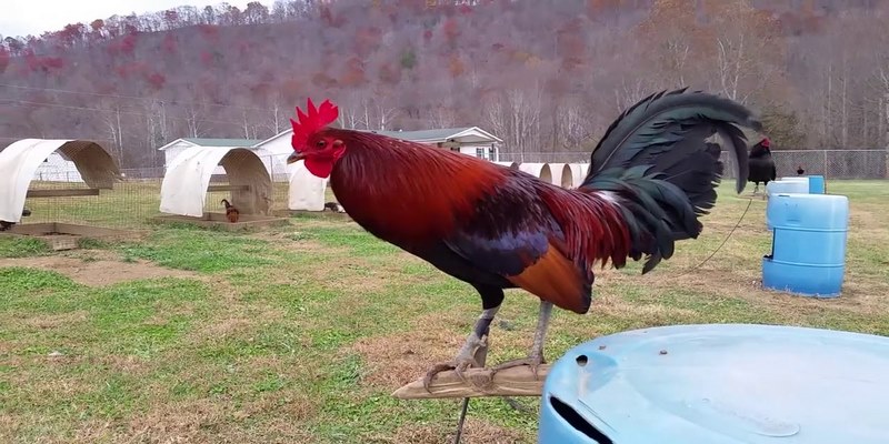 Dòng Gà Hatch - Giống Gà Đá Thiện Chiến Nhất Hiện Nay 6 Dòng gà hatch