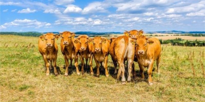 Mơ thấy bò báo hiệu điều gì? Jun88 giải mã giấc mơ 5 Những con số may mắn liên quan về giấc mơ thấy bò (Nguồn: Internet).