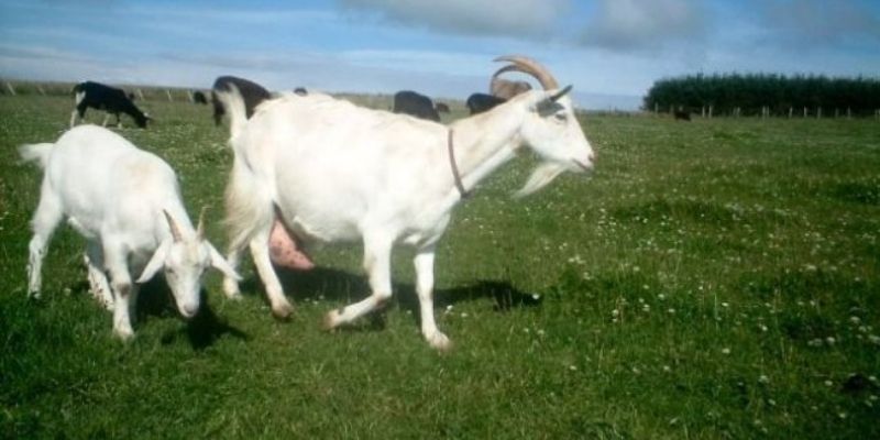 Cùng Jun88 đi tìm câu trả lời cho giấc mơ thấy dê 5 Nằm mơ thấy dê đang ăn cỏ là giấc mơ mang đến sự may mắn (Nguồn: Internet).