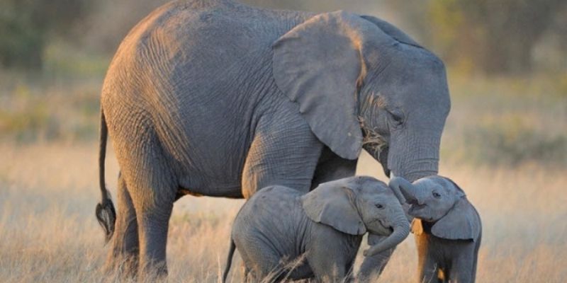 Giấc mơ thấy voi mang ý nghĩa gì? Và con số liên quan? 4 mo thay voi 1