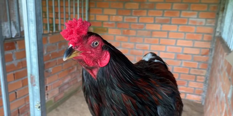 Trại gà A Lũ Cần Thơ - Trại Gà Nổi Tiếng Với Các Tuyệt Phẩm Chiến Kê 6 Trại gà A Lũ Cần Thơ