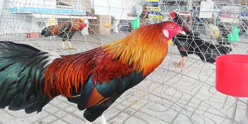 Top Những Trại Gà Bến Tre 2019 Chất Lượng Và Nổi Tiếng Nhất 6 Trại Gà Bến Tre 2019