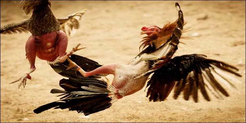 Xem Đá Gà Đòn Những Đòn Chết Gà Độc Đáo Nhất Khi Cá Cược 5 Xem Đá Gà Đòn